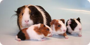 Foto De Familia De Conejillos De Indias
