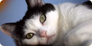 Foto De Felino