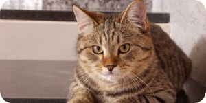 Foto De Gato Amarillo