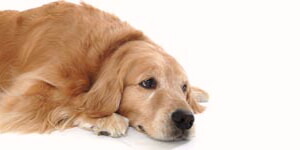 Foto De Golden Retriever