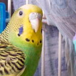 Foto De Loro