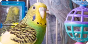 Foto De Loro