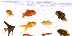 Foto De Peces De Acuario