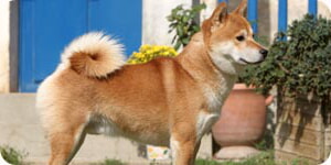Foto De Perro Sano