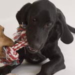 Foto De Perros Jugando