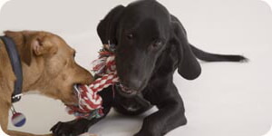 Foto De Perros Jugando
