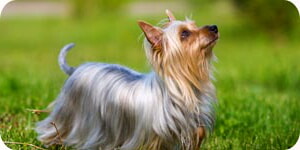 Foto De Terrier Sedoso