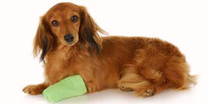 Foto De Un Perro Herido