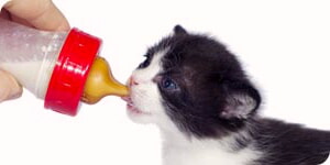 Gatito Alimentado Con Biberon