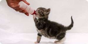Gatito Bebiendo Leche En Biberon