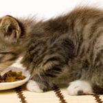 gatito comiendo comida seca para gatos
