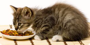 Gatito Comiendo Comida Seca Para Gatos