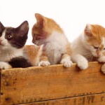gatitos en una caja