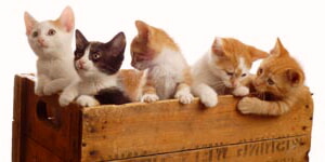 Gatitos En Una Caja