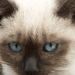 gato con ojos azules