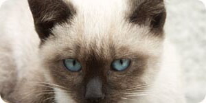Gato Con Ojos Azules