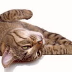 Gato En El Suelo