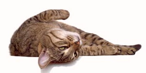 Gato En El Suelo