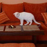 Gato En La Sala De Estar