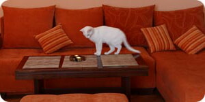 Gato En La Sala De Estar
