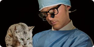 Gato Examinador Veterinario