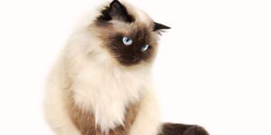 Gato Himalayo