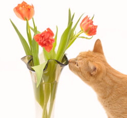 Gatos Comiendo Plantas De Interior