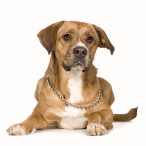 Golosinas Para Perros Diabéticos
