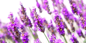 Grow Lavender