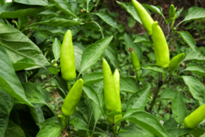 Cultivo De Pimientos