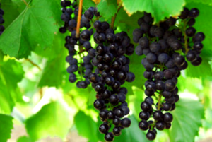Growing Grapes