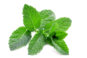 Menta Creciente