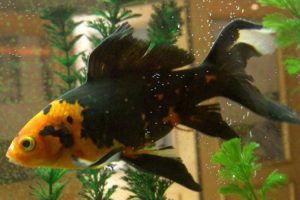 Hacer Un Filtro De Acuario Casero