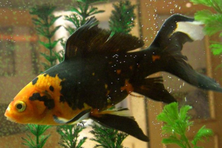 Hacer Un Filtro De Acuario Casero