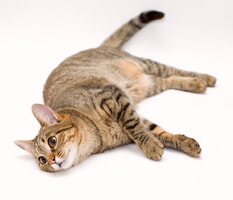 Herpes Felino