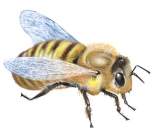 How To Get Rid Of A Bee Hive