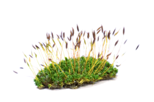 Cómo Cultivar Musgo