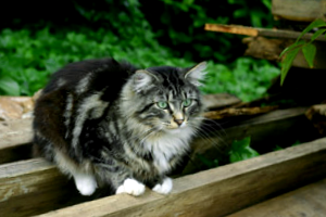 Cómo Mantener A Los Gatos Alejados De Tu Jardín