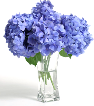 Hortensias Donde Plantar