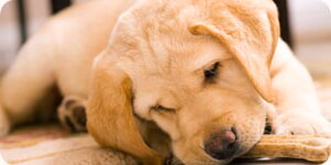 Imagen De Un Cachorro