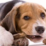 Lindo Perro Mordiendo Hueso