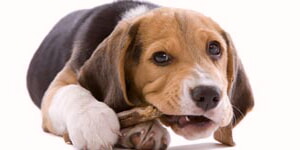 Lindo Perro Mordiendo Hueso