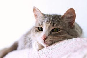 Linfoma Felino