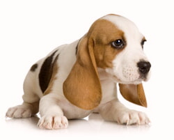 Melanoma Canino