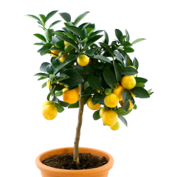 Planta De Naranjo