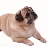 Pancreatitis Canina