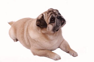 Pancreatitis Canina