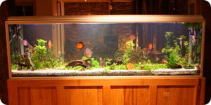 Pecera Con Diferentes Tipos De Peces