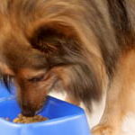 Perro Comiendo Su Comida Para Perros