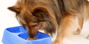 Perro Comiendo Su Comida Para Perros
